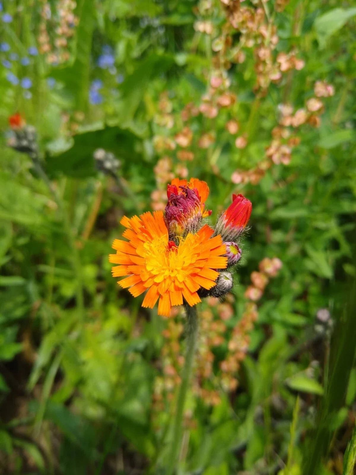 Orangerotes Habichtskraut Samen aus unserem Naturgarten auf Last Farm