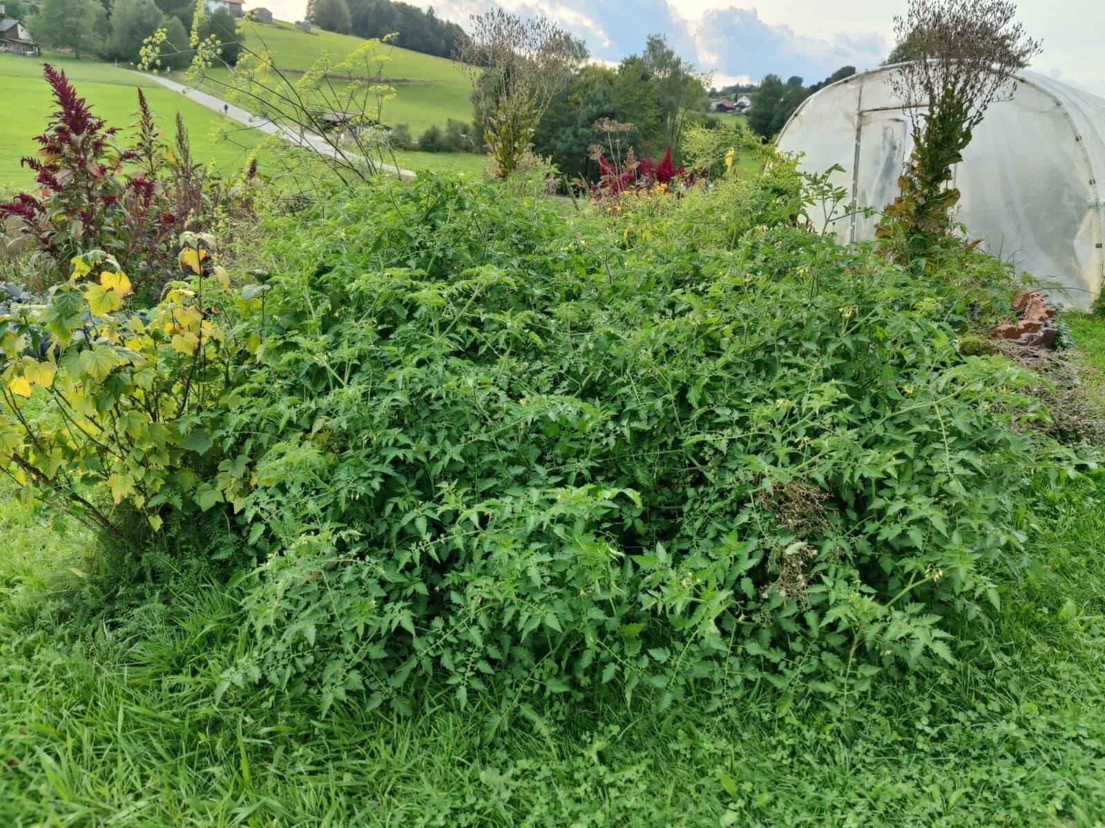Tomate "gelbe Johannisbeere" Samen aus unserem Naturgarten auf Last Farm