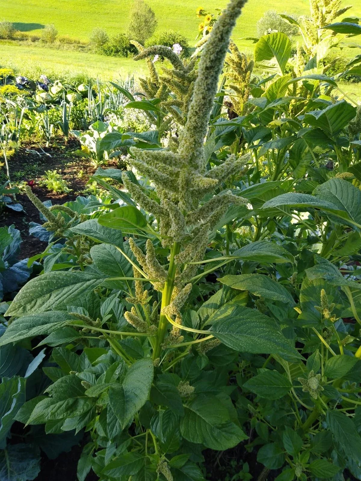 Schwarzer Perl-Amaranth Samen aus unserem Naturgarten auf Last Farm