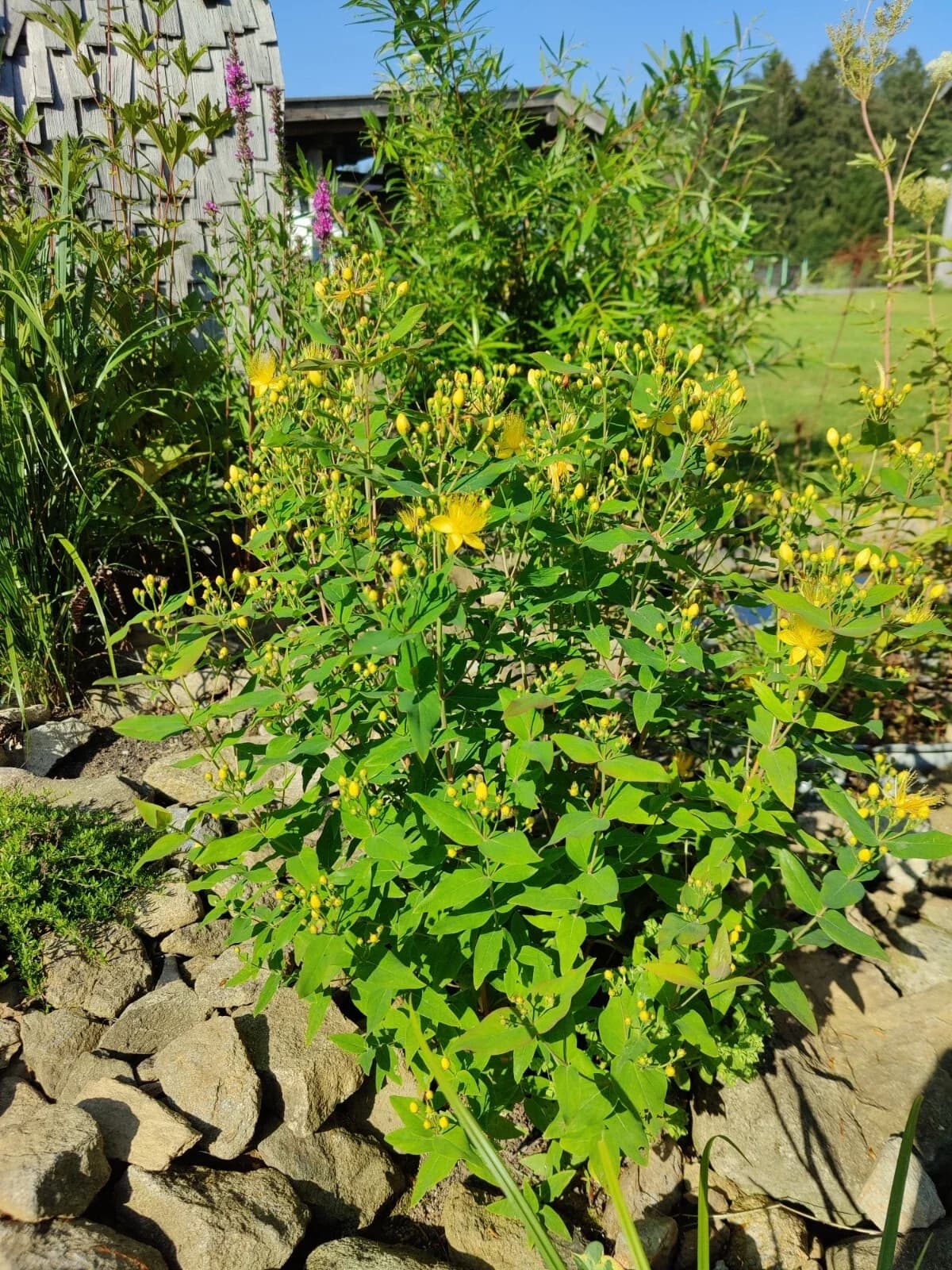 Zitronenduftendes Johanniskraut Samen aus unserem Naturgarten auf Last Farm