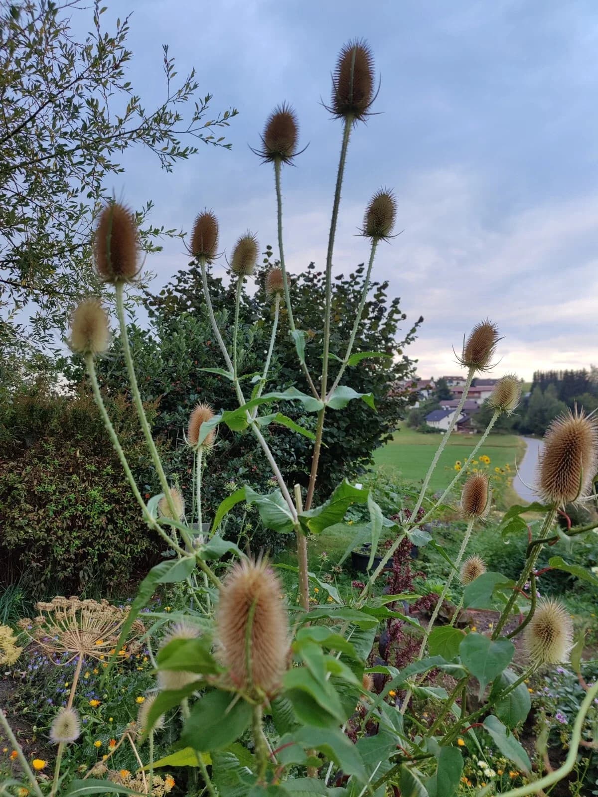Wilde Karde Samen aus unserem Naturgarten auf Last Farm