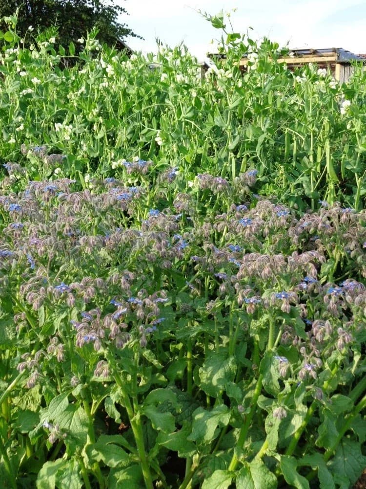 Borretsch Samen aus unserem Naturgarten auf Last Farm
