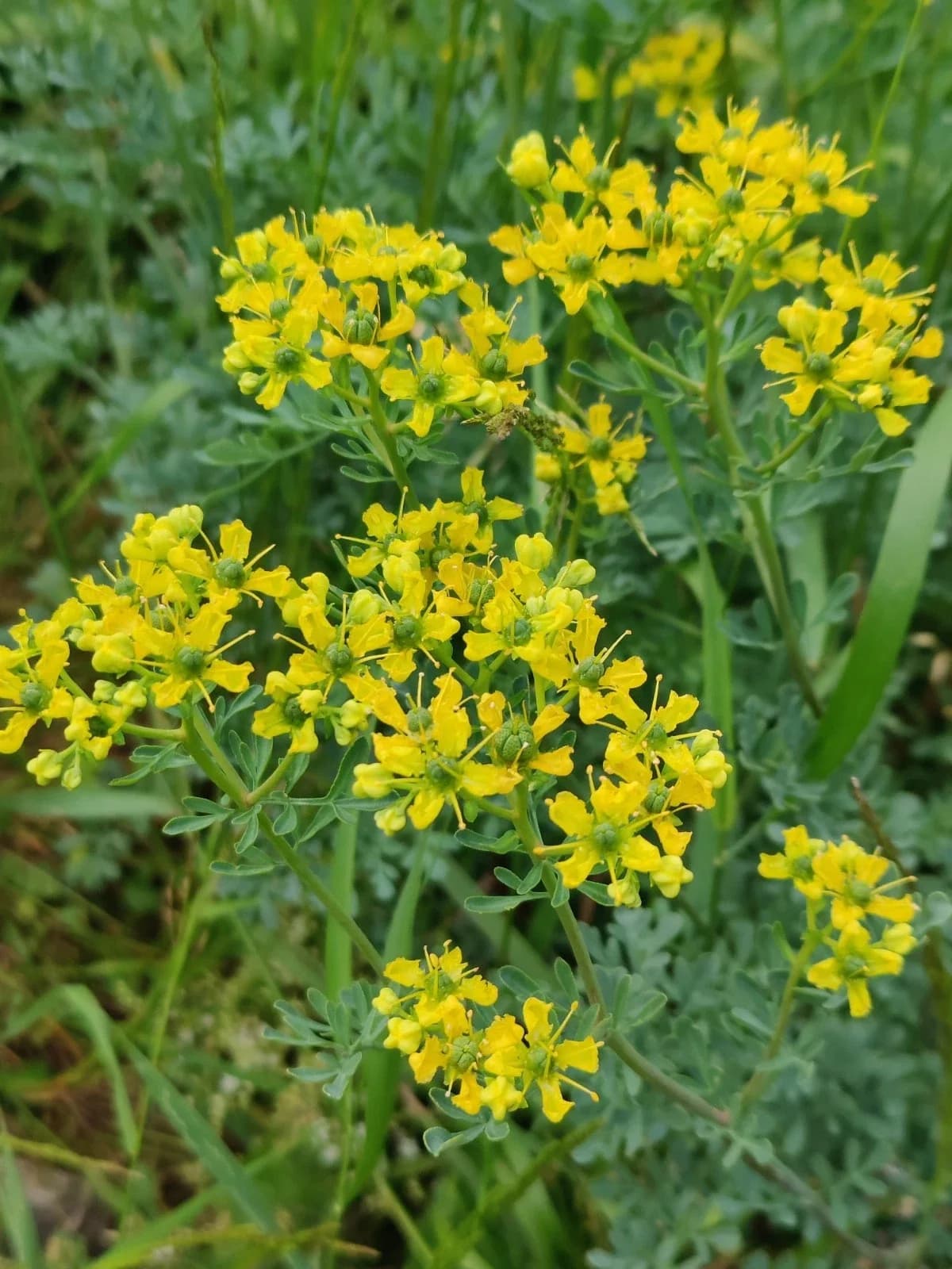 Weinraute Samen aus unserem Naturgarten auf Last Farm