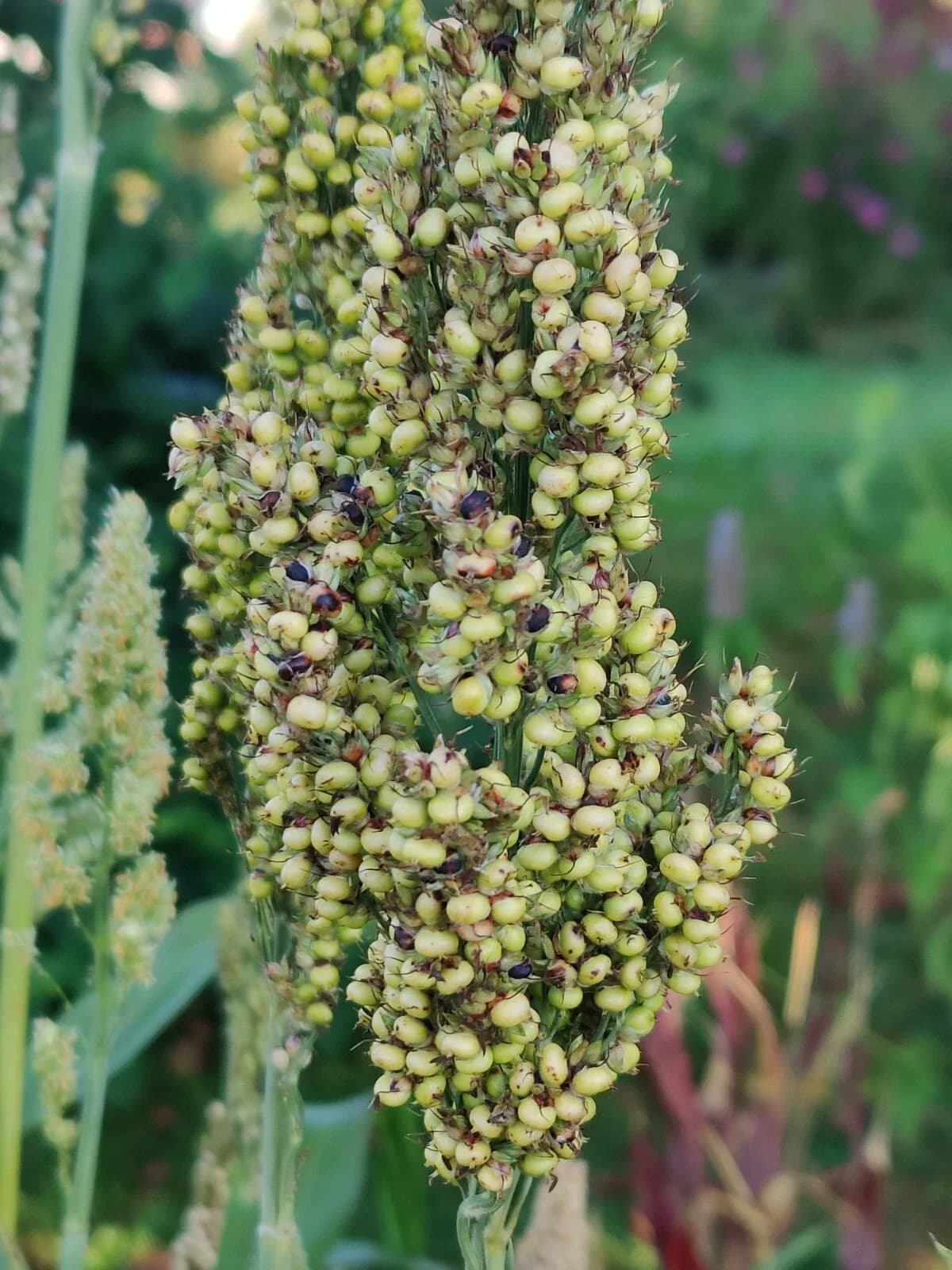 Dari-Hirse Samen aus unserem Naturgarten auf Last Farm