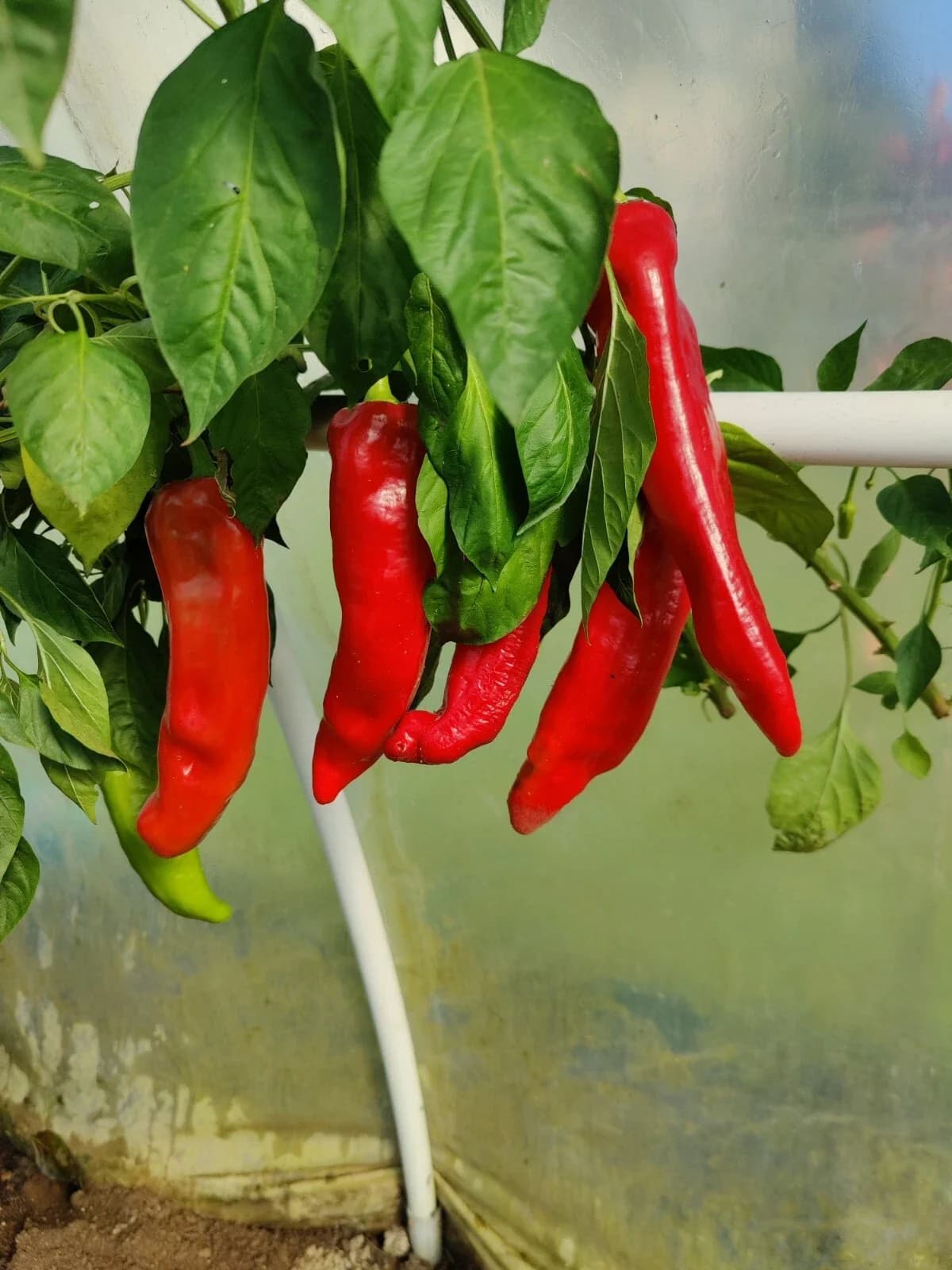Chili „Piment d’Espelette“ Samen aus unserem Naturgarten auf Last Farm