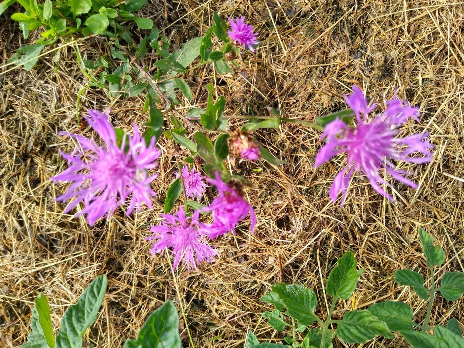 Wiesen-Flockenblume Samen aus unserem Naturgarten auf Last Farm