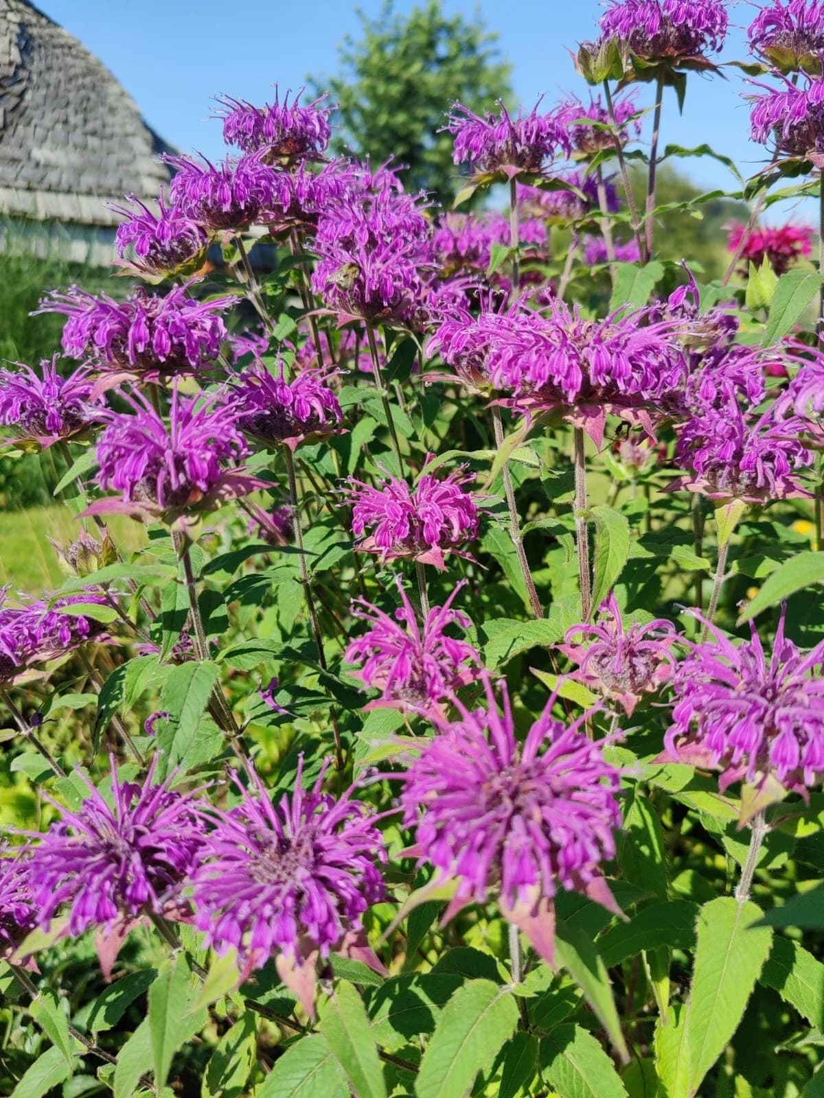 Dunkellila Monarde Samen aus unserem Naturgarten auf Last Farm