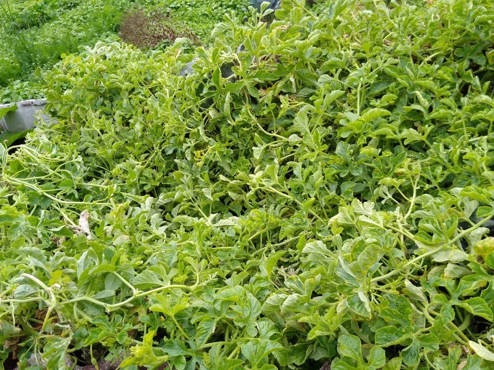Angurische Gurke Samen aus unserem Naturgarten auf Last Farm