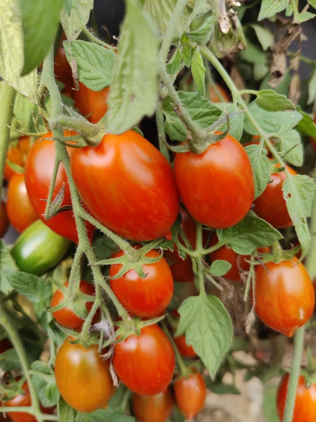 Tomate „Spanish Dancer“ Samen aus unserem Naturgarten auf Last Farm