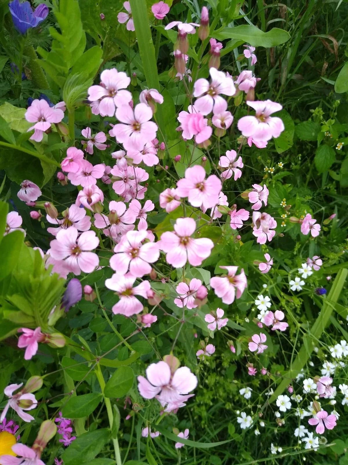 Kuhnelke Samen aus unserem Naturgarten auf Last Farm