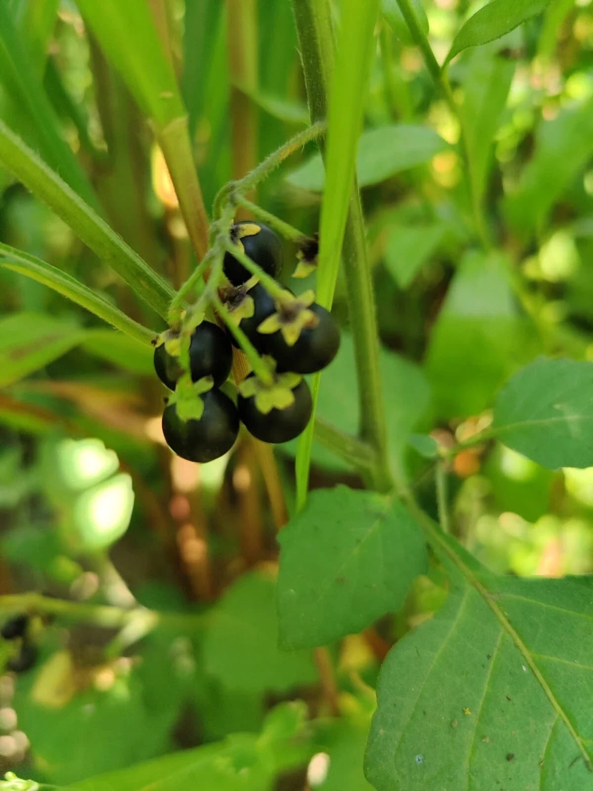 Schwarzenbeere Wonderberry Samen aus unserem Naturgarten auf Last Farm