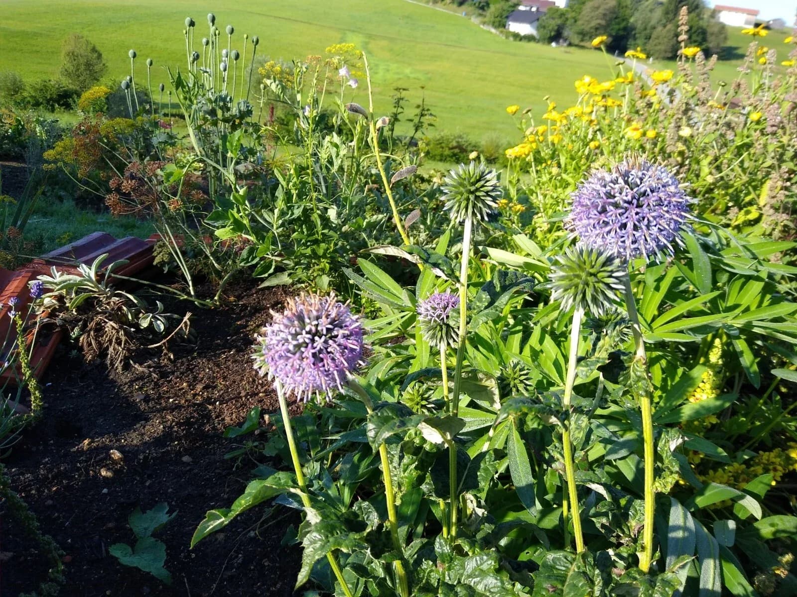 Kugeldisteln Samen aus unserem Naturgarten auf Last Farm