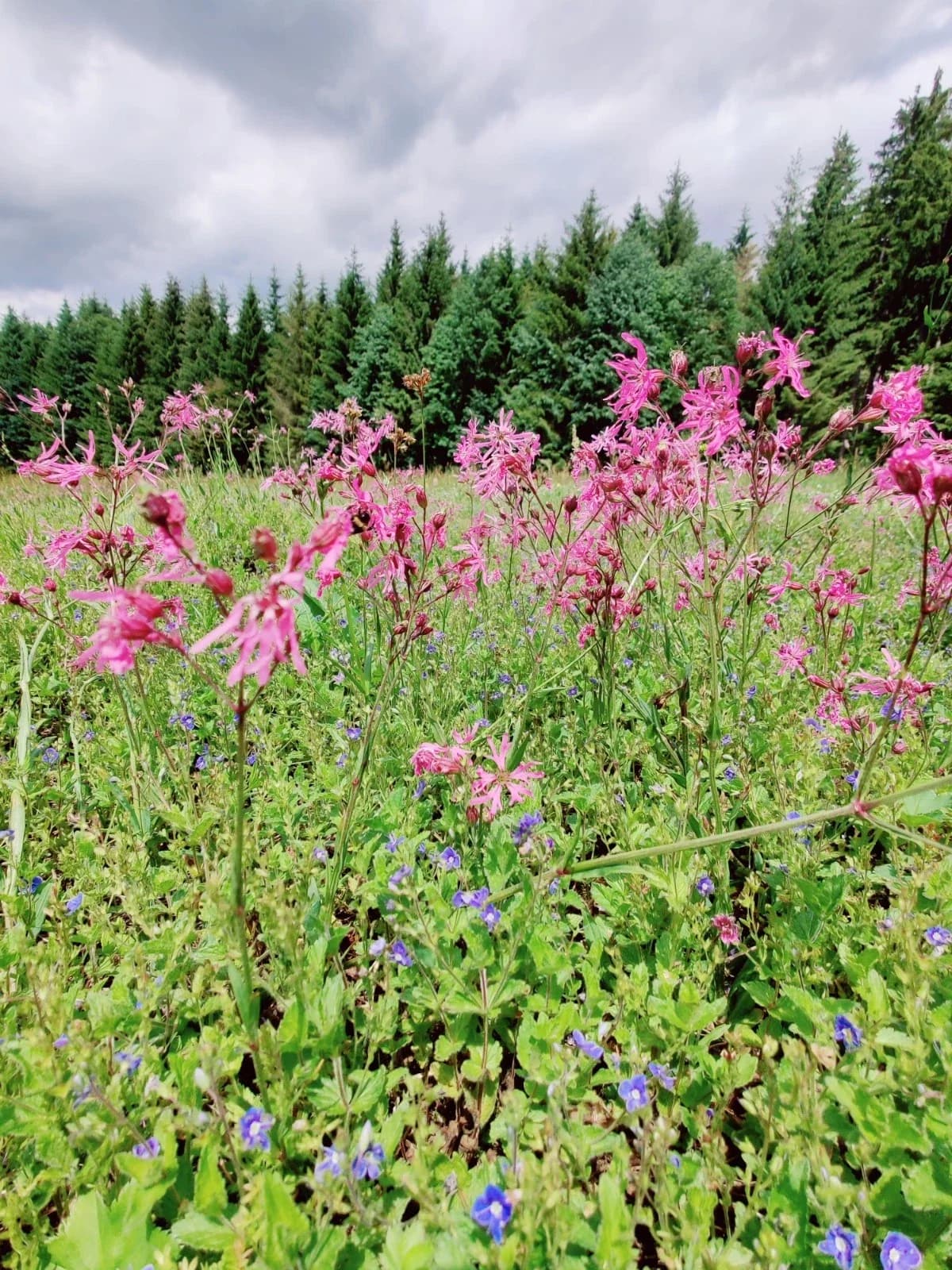 Kuckuckslichtnelke Samen aus unserem Naturgarten auf Last Farm
