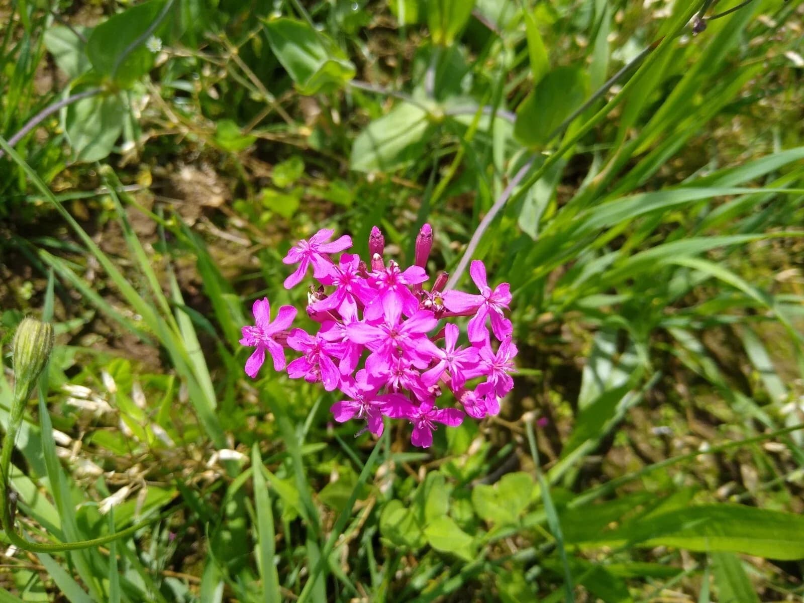 Nelken-Leimkraut Samen aus unserem Naturgarten auf Last Farm