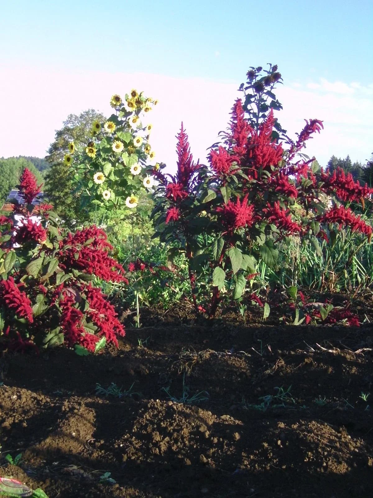 Amaranth Samen aus unserem Naturgarten auf Last Farm