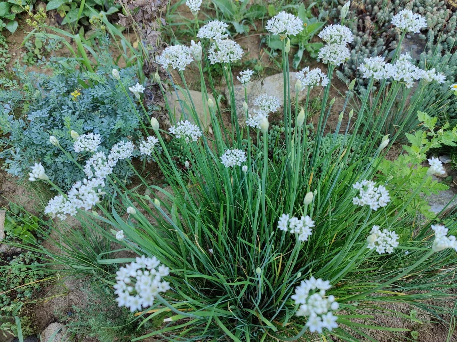 Knoblauch-Schnittlauch mit weißen Blüten in unserem Naturgarten auf Last Farm