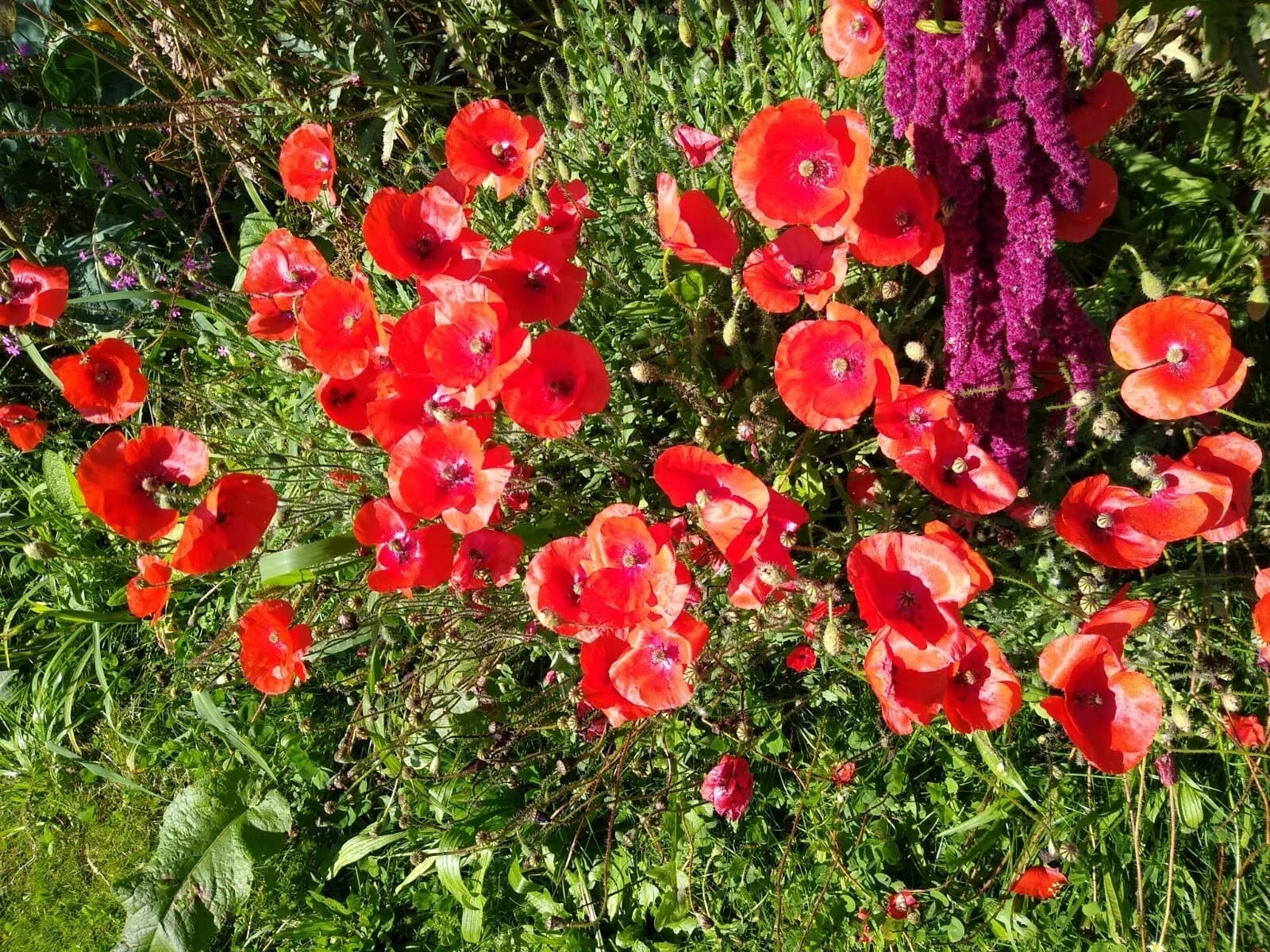 Klatschmohn Samen aus unserem Naturgarten auf Last Farm