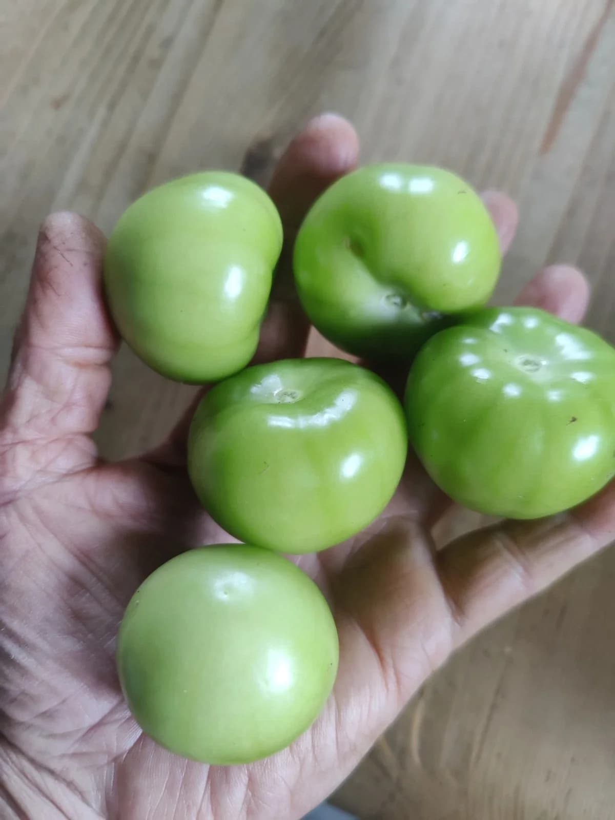 Tomatillo „Cisinero“ Samen aus unserem Naturgarten auf Last Farm