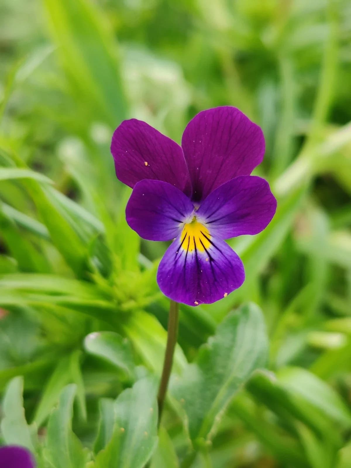 Hornveilchen Samen aus unserem Naturgarten auf Last Farm