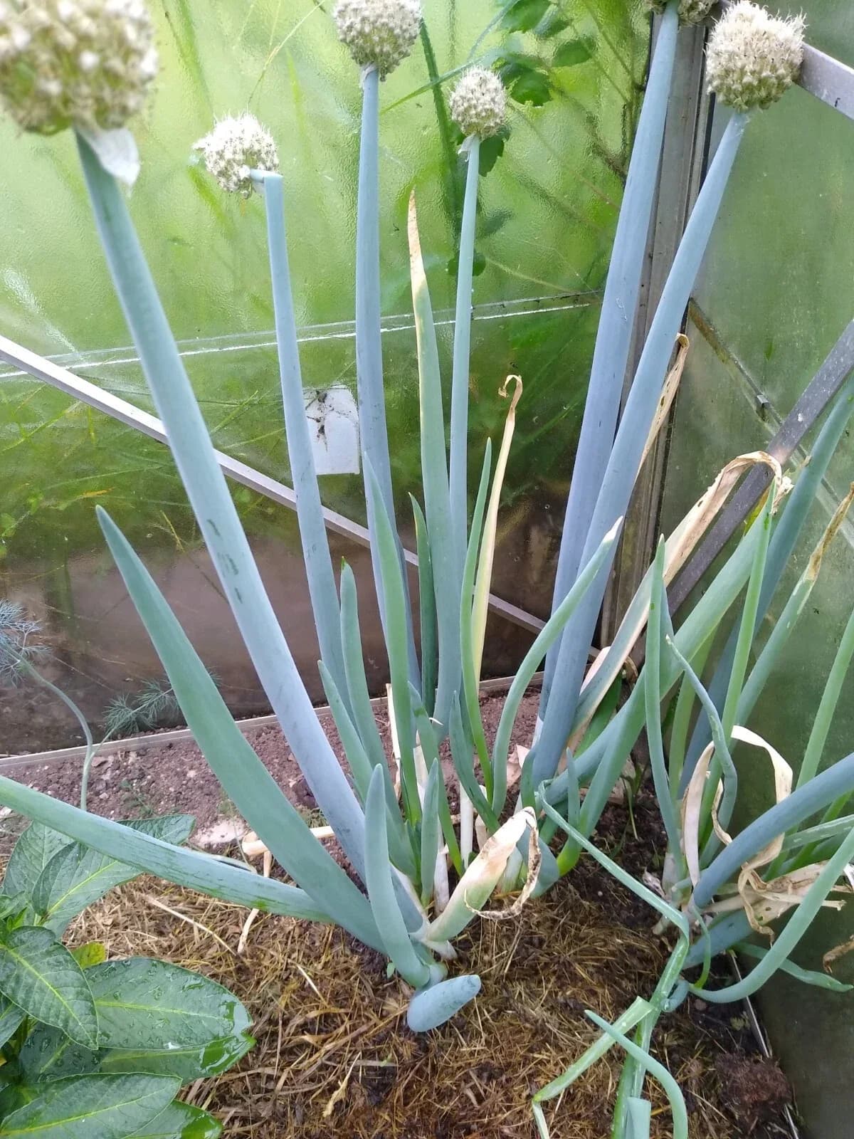 Winterheckzwiebel Samen aus unserem Naturgarten auf Last Farm