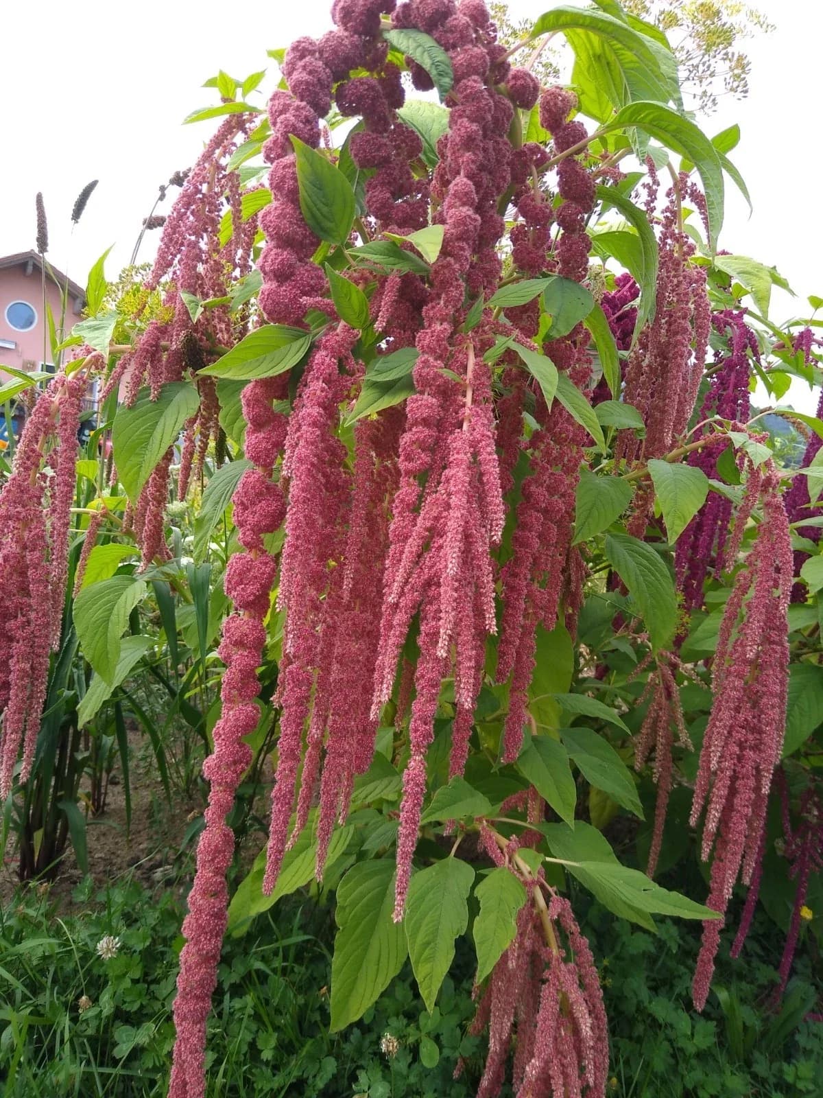 Amaranth „Coral Fountain“ Samen aus unserem Naturgarten auf Last Farm