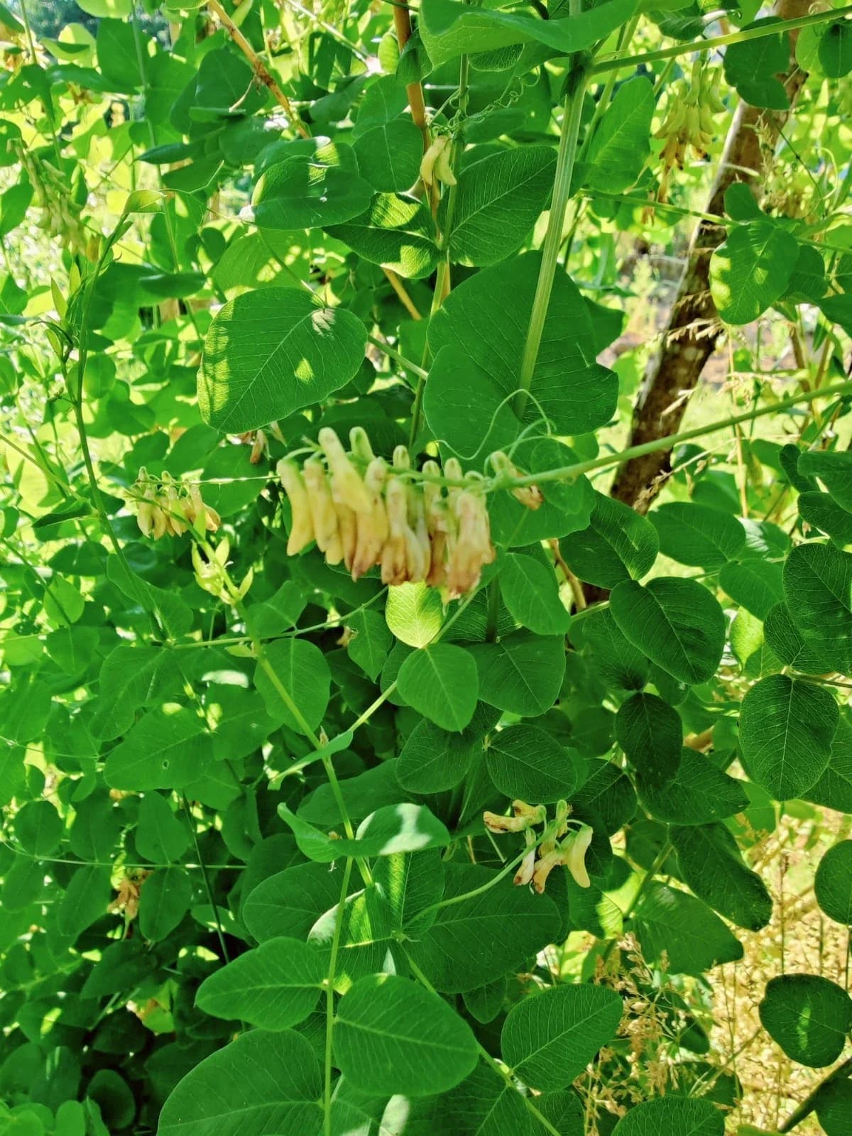 Erbsenwicke Samen aus unserem Naturgarten auf Last Farm