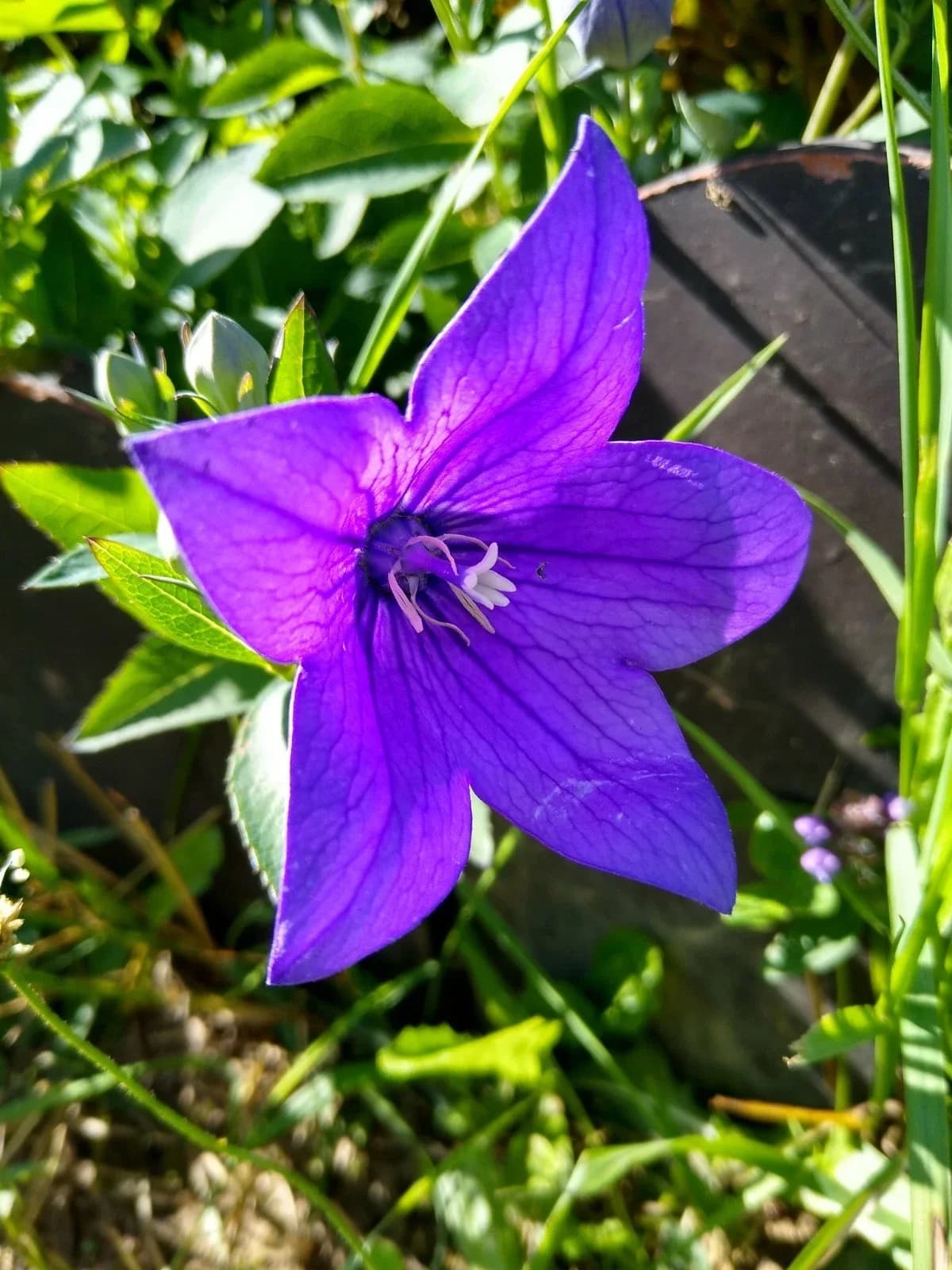Ballonblume Samen aus unserem Naturgarten auf Last Farm