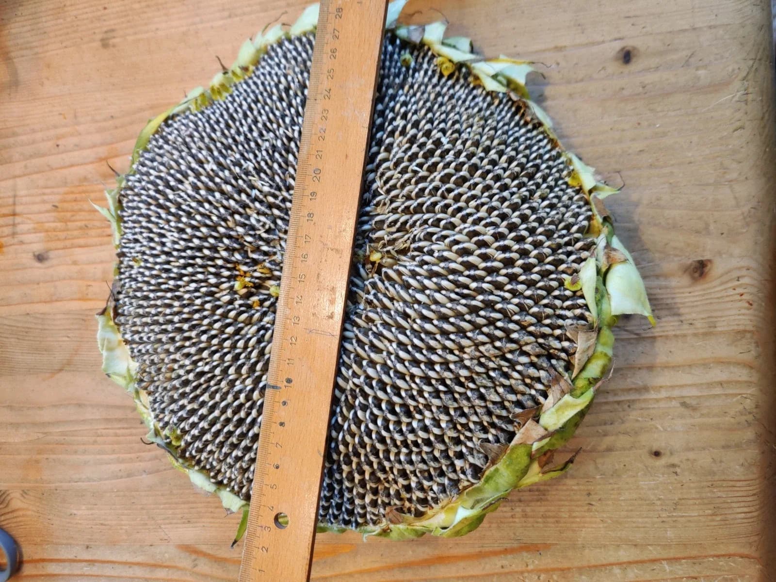 Riesensonnenblume "Mongolischer Riese" Samen aus unserem Naturgarten auf Last Farm
