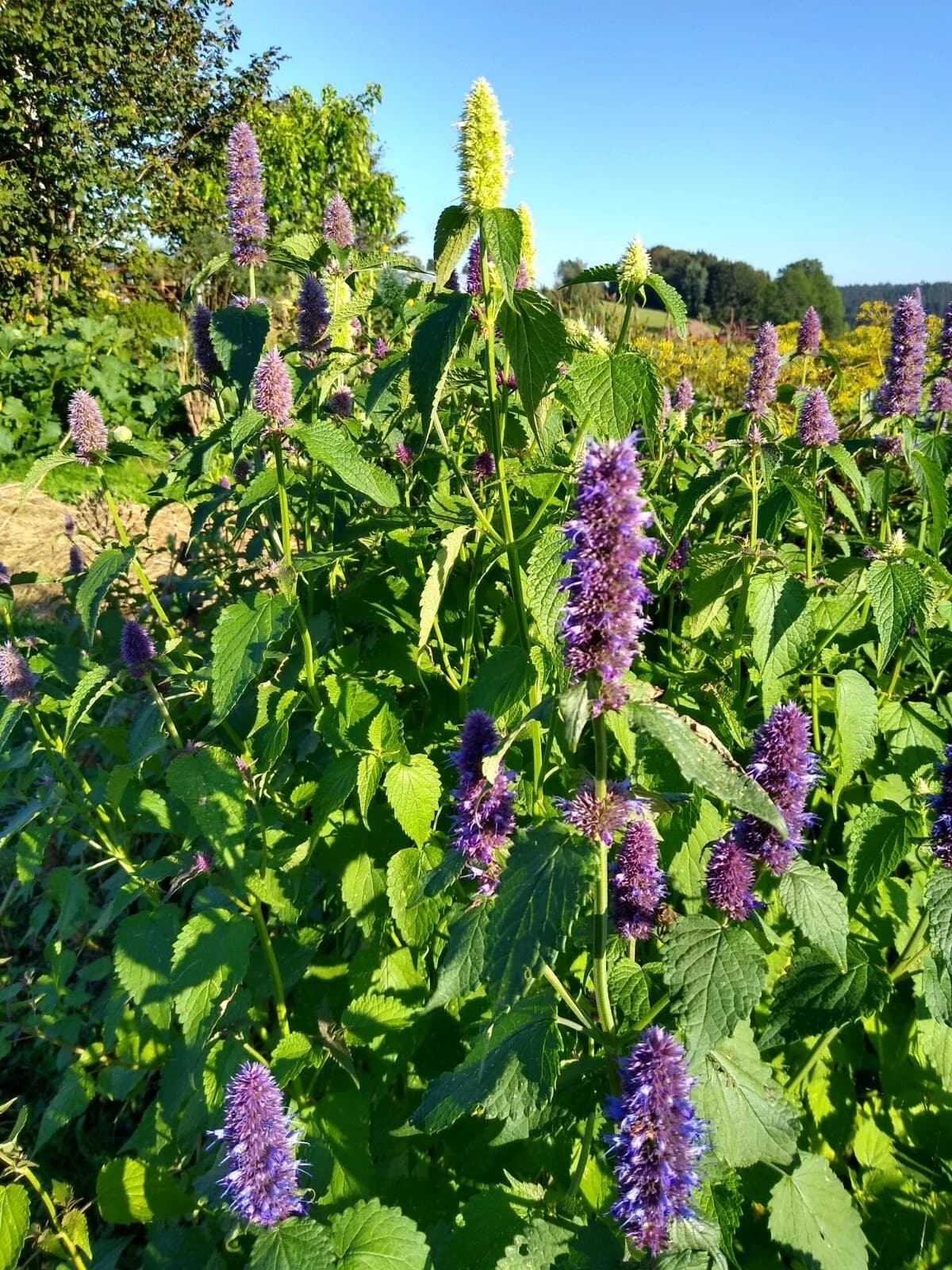 Teekräuter Samen-Set aus unserem Naturgarten auf Last Farm