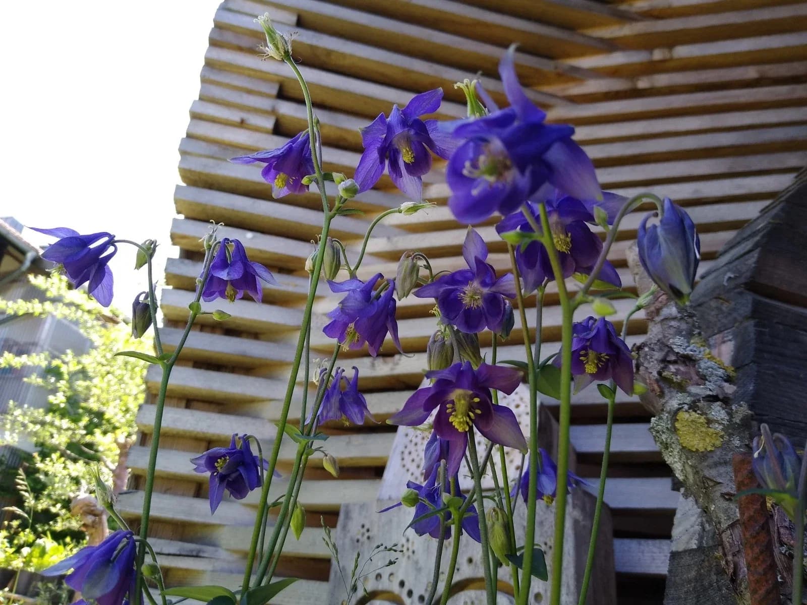 Akelei, blau Samen aus unserem Naturgarten auf Last Farm