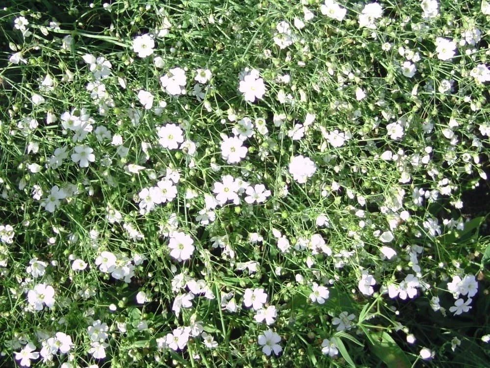 Einjähriges Schleierkraut Samen aus unserem Naturgarten auf Last Farm