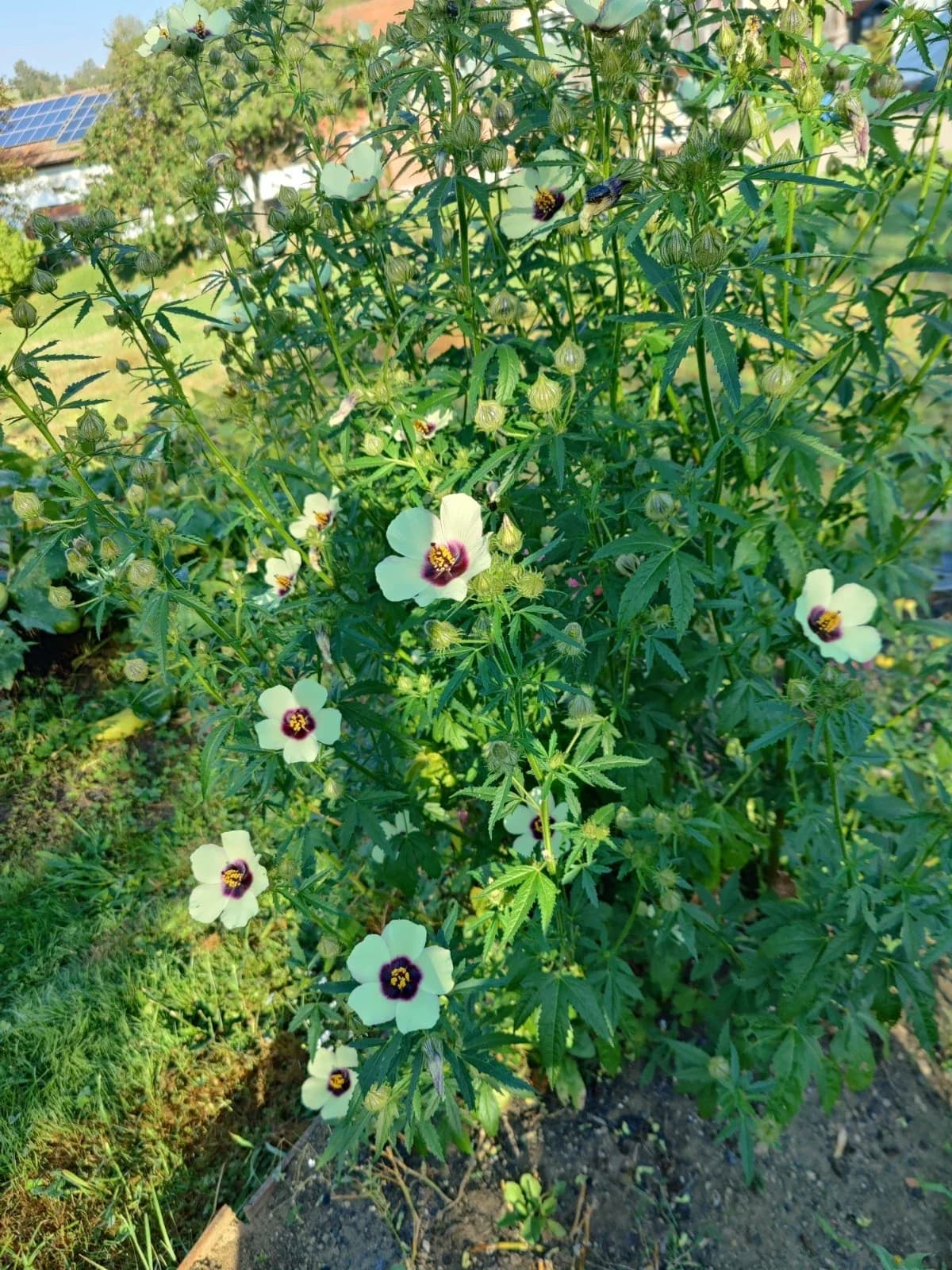 Stundeneibisch / Stundenblume Samen aus unserem Naturgarten auf Last Farm