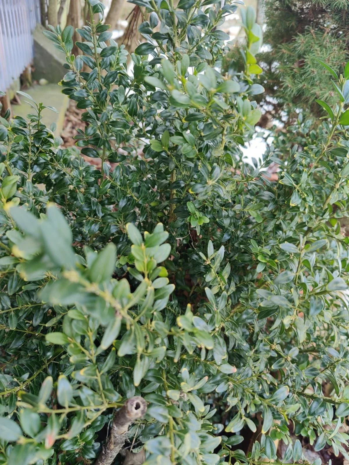 Gewöhnlicher Buchsbaum Samen aus unserem Naturgarten auf Last Farm