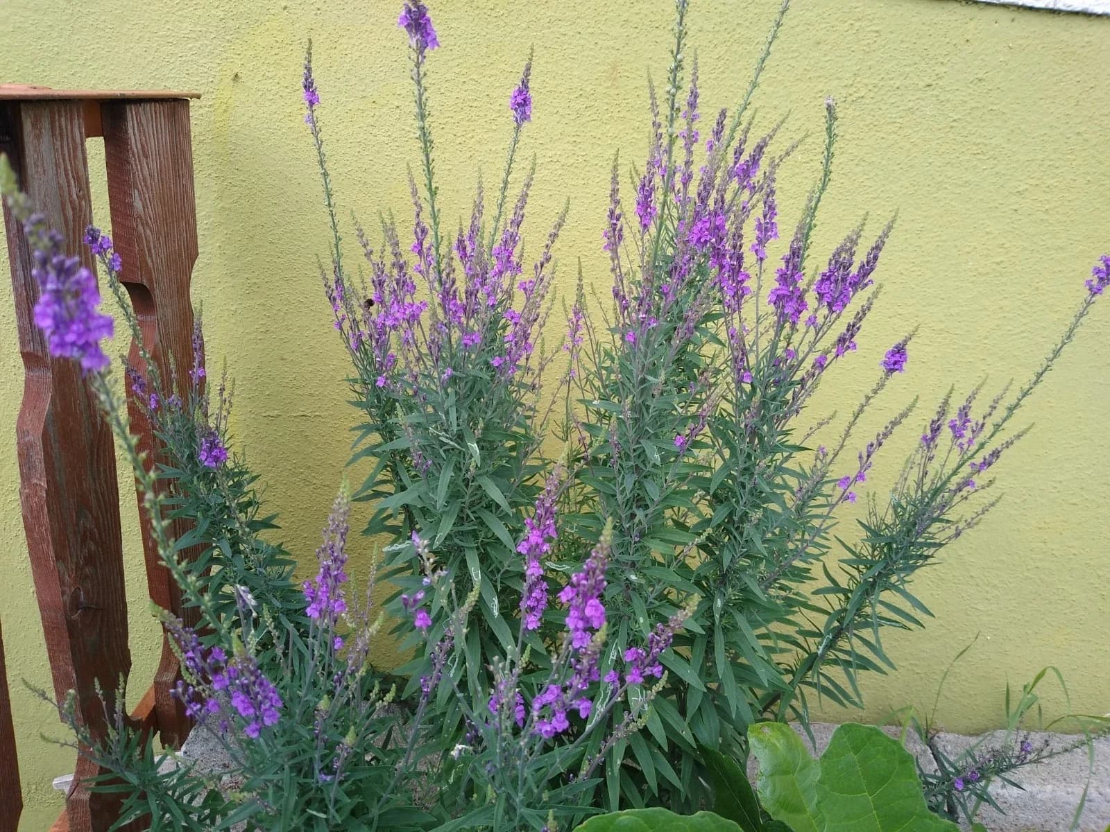 Italienisches Leinkraut Lila Samen aus unserem Naturgarten auf Last Farm