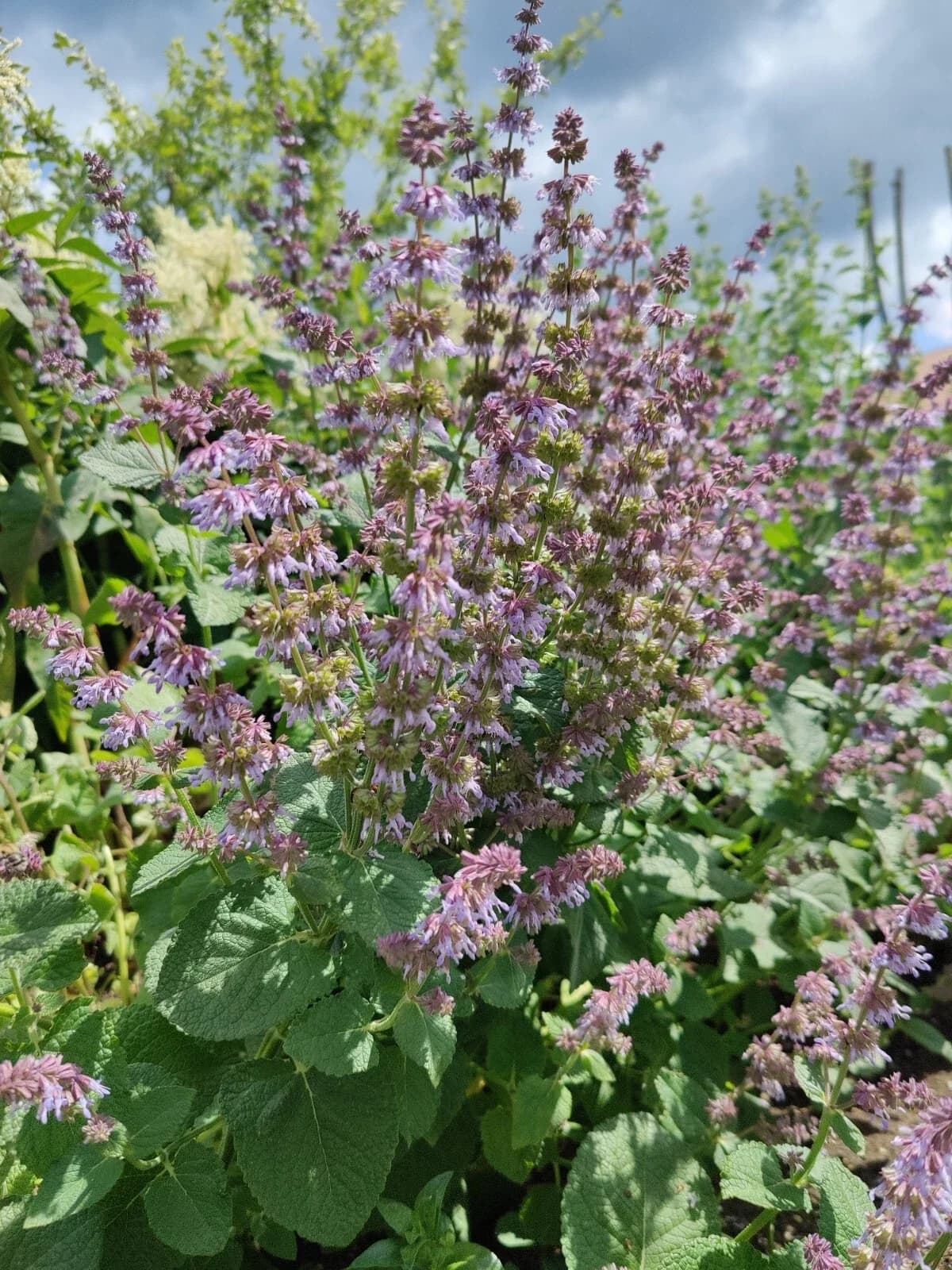 Quirlblättriger Salbei Samen aus unserem Naturgarten auf Last Farm