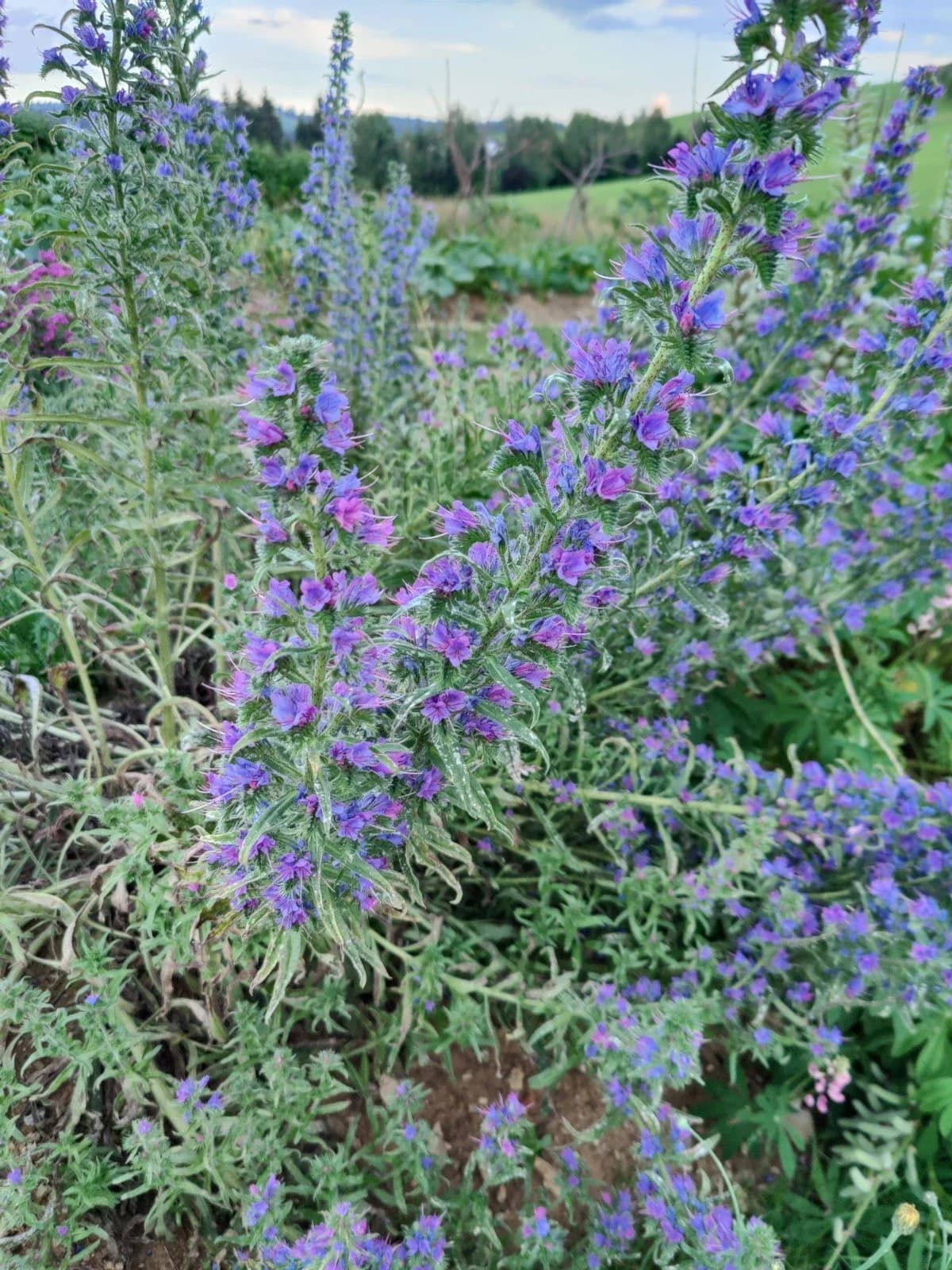 Wilder Natternkopf (Echium vulgare) – Samen | Wildblume Bienenweide Naturgarten