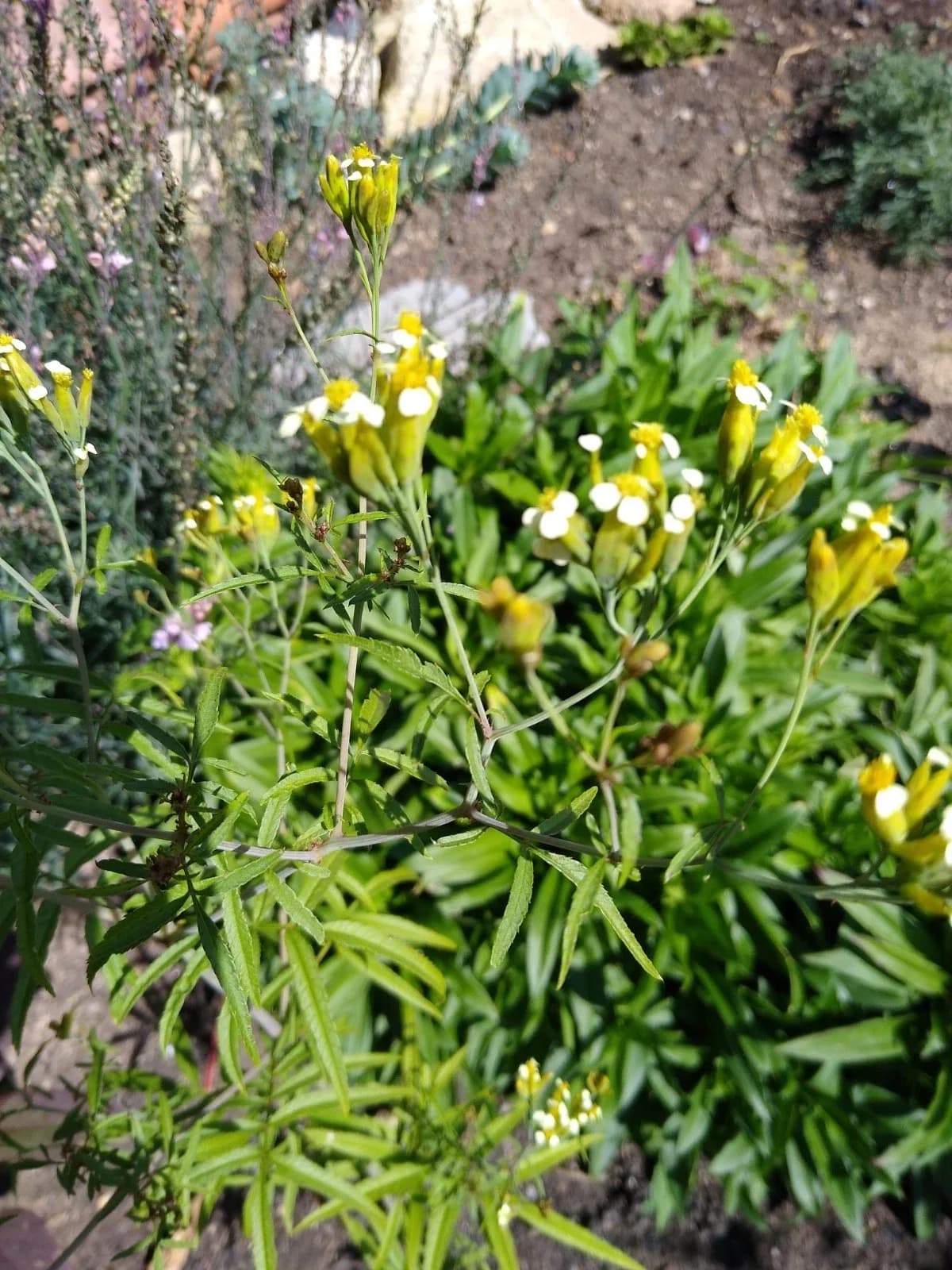 Gewürztagetes Samen aus unserem Naturgarten auf Last Farm