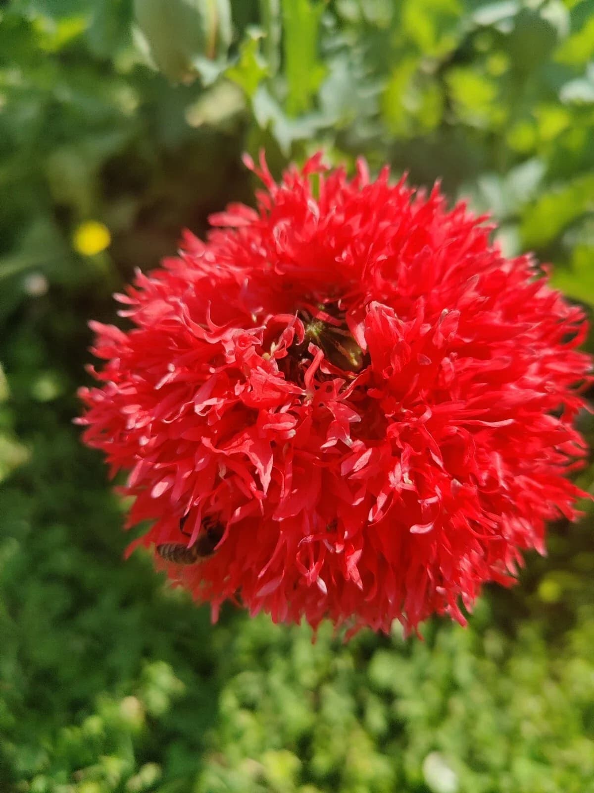Mohn Mix Samen aus unserem Naturgarten auf Last Farm