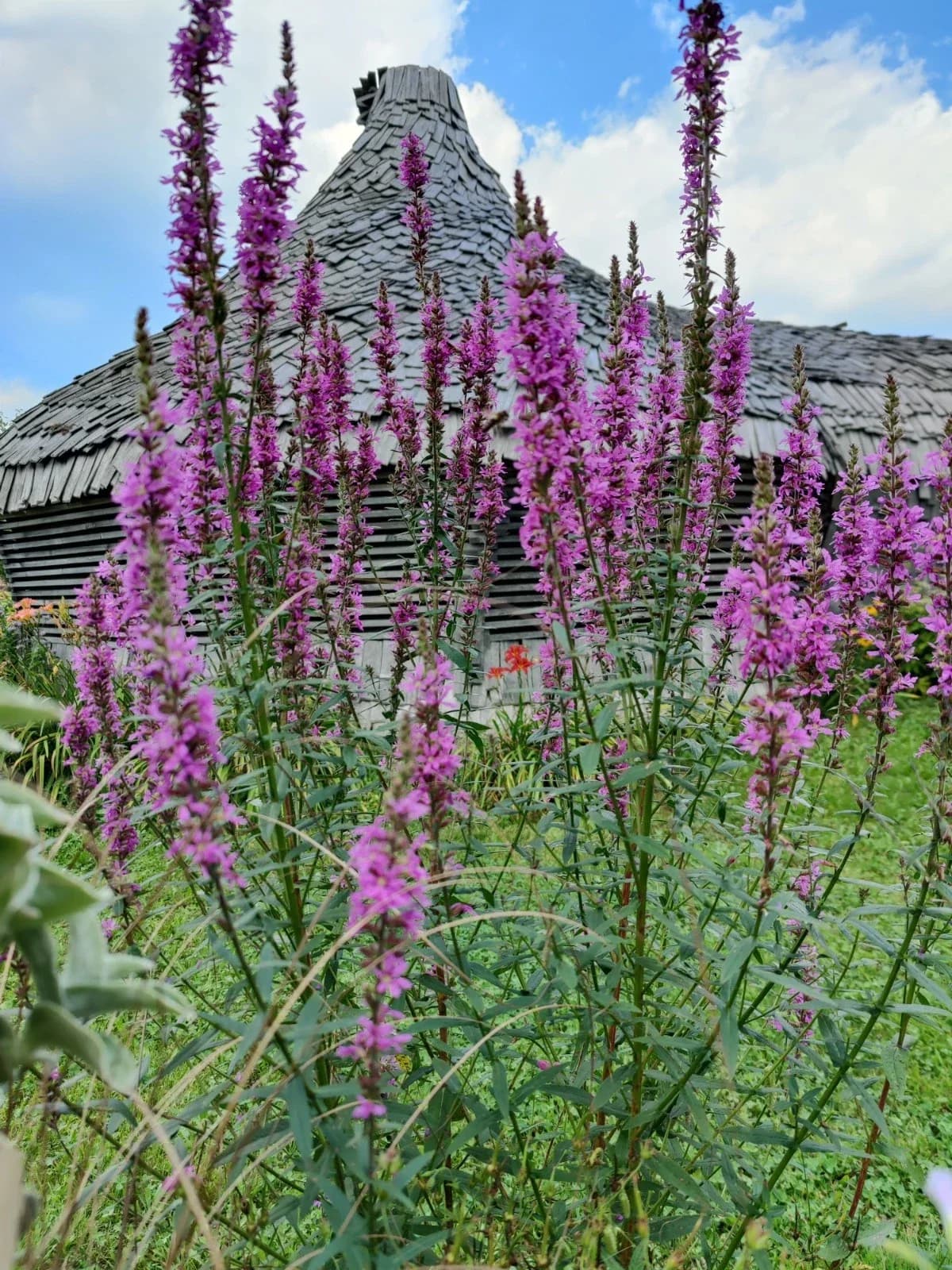 Blutweiderich Samen aus unserem Naturgarten auf Last Farm