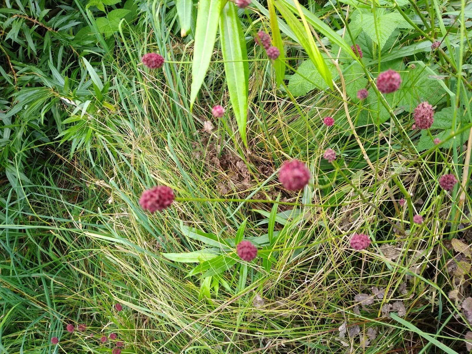 Wiesenknopf Samen aus unserem Naturgarten auf Last Farm