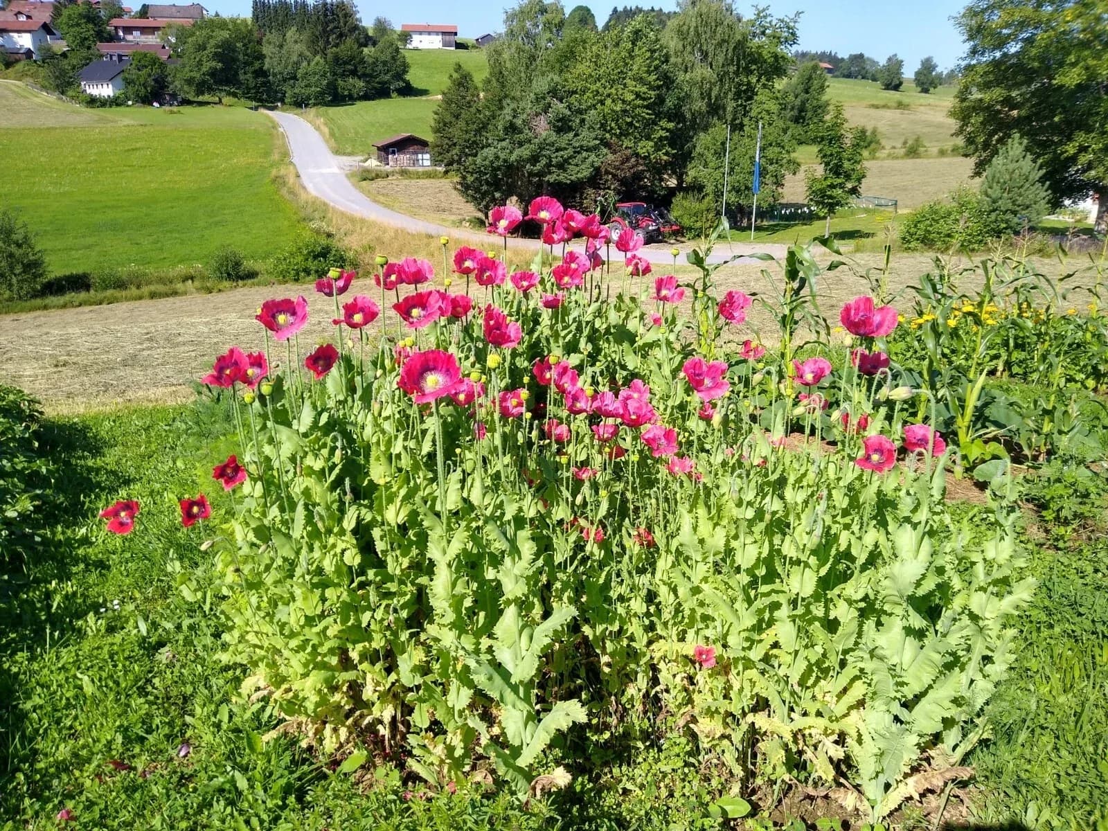 Blaumohn Samen aus unserem Naturgarten auf Last Farm