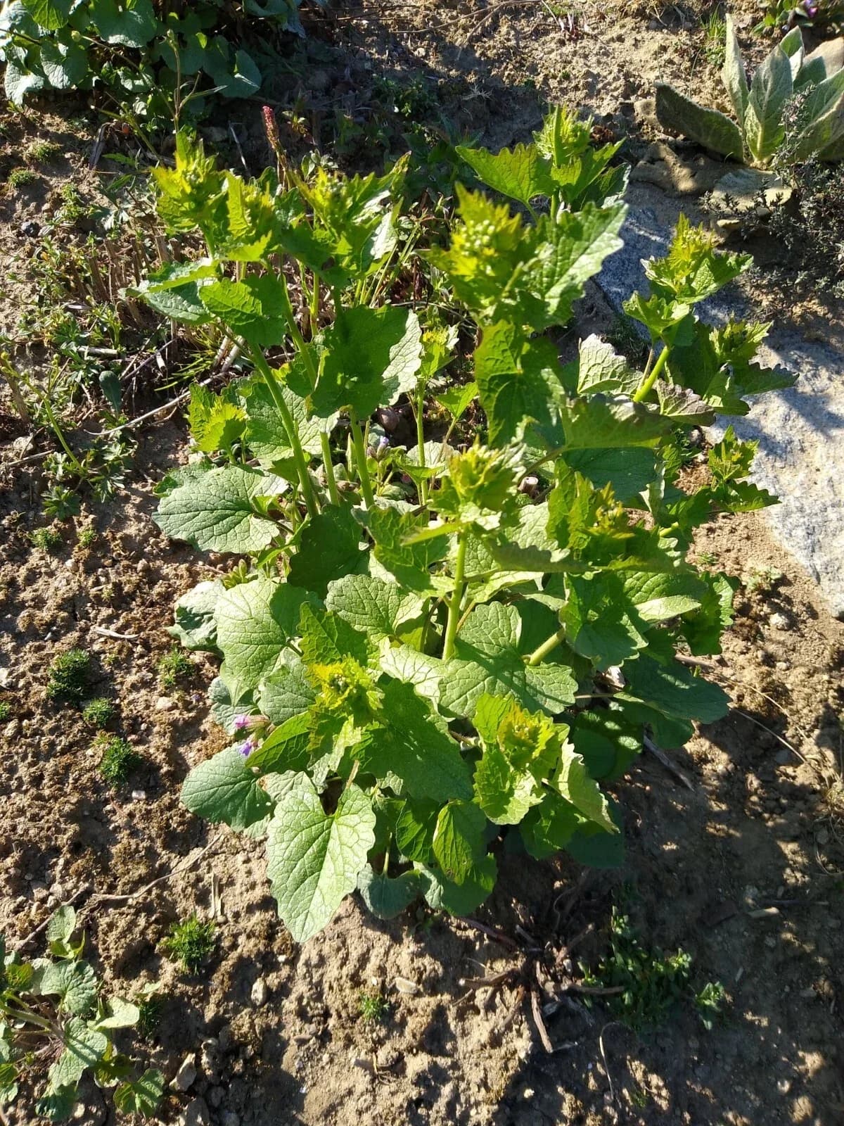 Knoblauchsrauke Samen aus unserem Naturgarten auf Last Farm