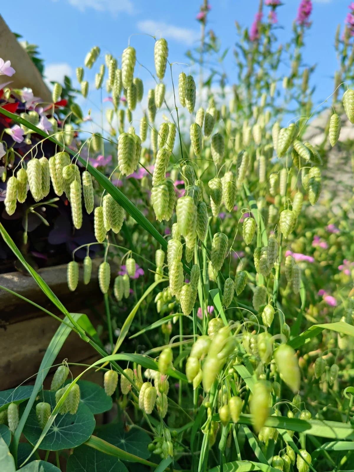 Großes Zittergras Samen aus unserem Naturgarten auf Last Farm