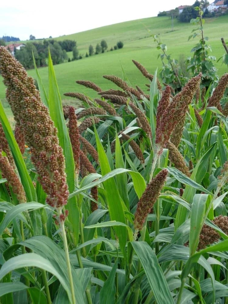 Rote Kolbenhirse Samen aus unserem Naturgarten auf Last Farm