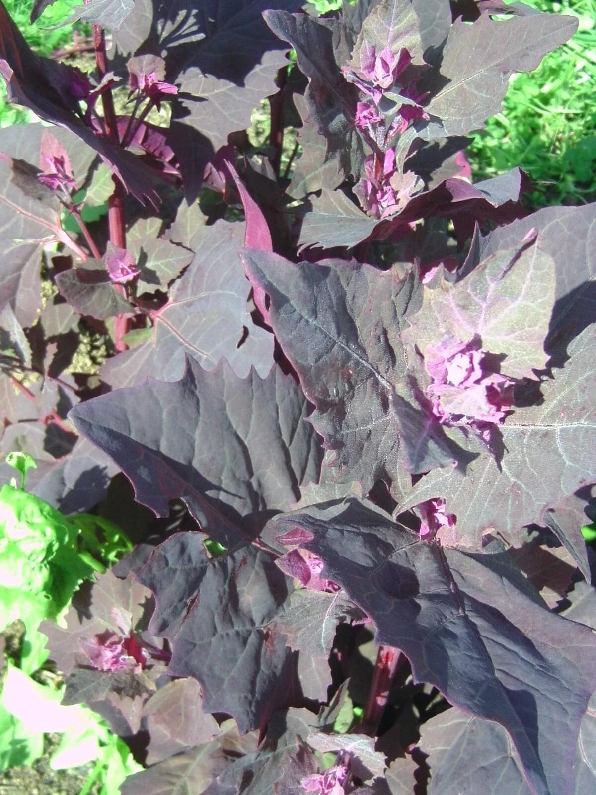 Rote Gartenmelde Samen aus unserem Naturgarten auf Last Farm