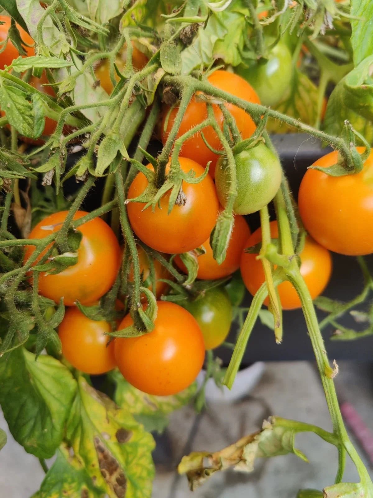 Balkontomate „Ida Gold“ Samen aus unserem Naturgarten auf Last Farm