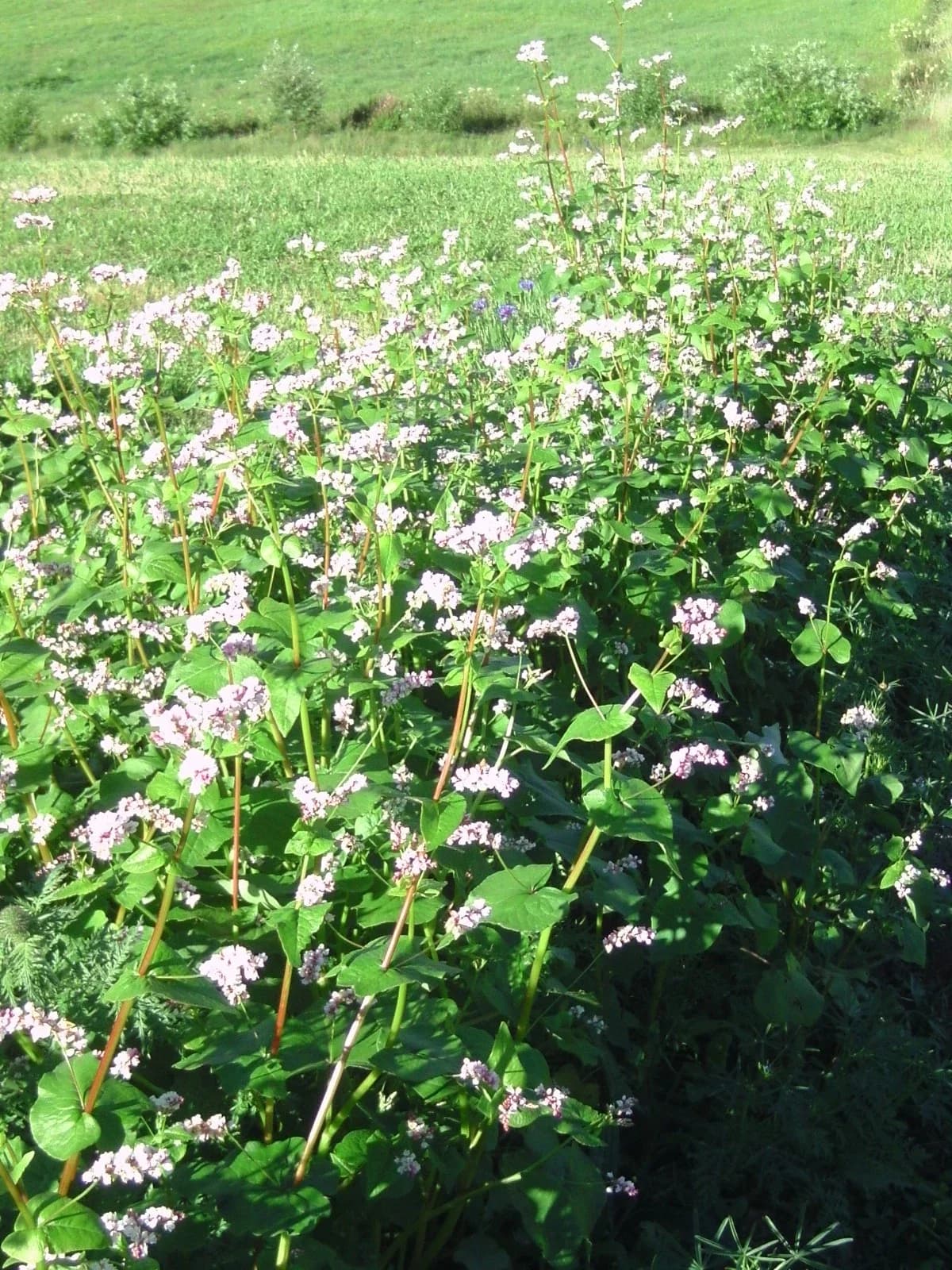 Buchweizen Samen aus unserem Naturgarten auf Last Farm