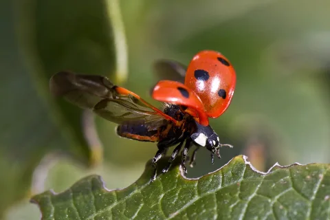 Marienkäfer hebt von einer Hand im Garten zum Flug ab