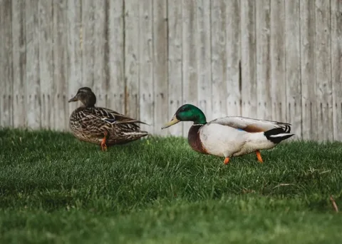 Zwei Enten im Gartenbereich des Paradies am Lusen bei der Schneckensuche