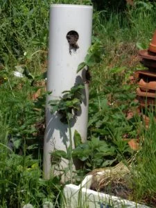 Dicht bepflanzter Gartenbereich mit vertikalen Strukturen